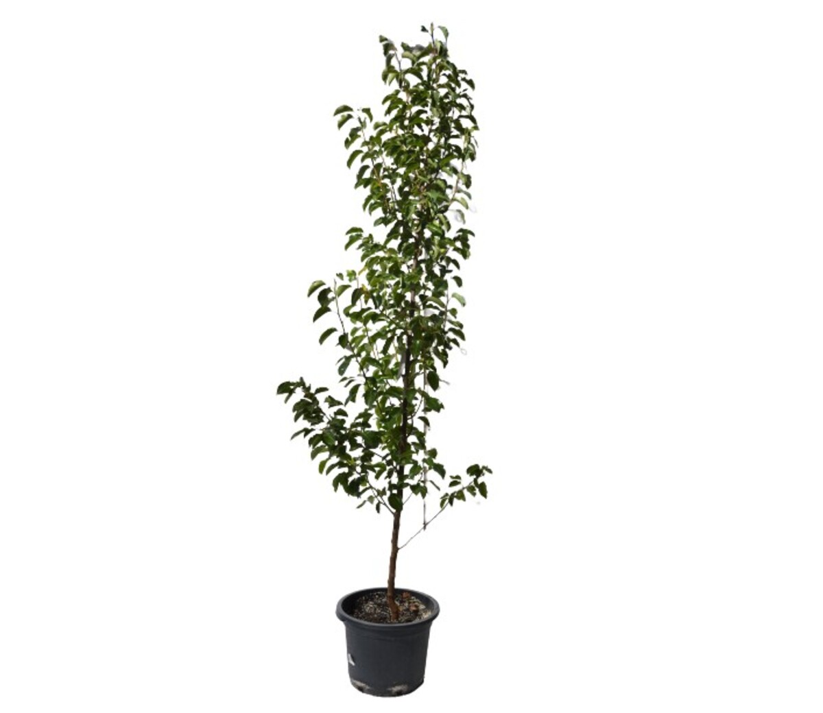 Pyrus - Aristocrat 430mm Pot (VN)