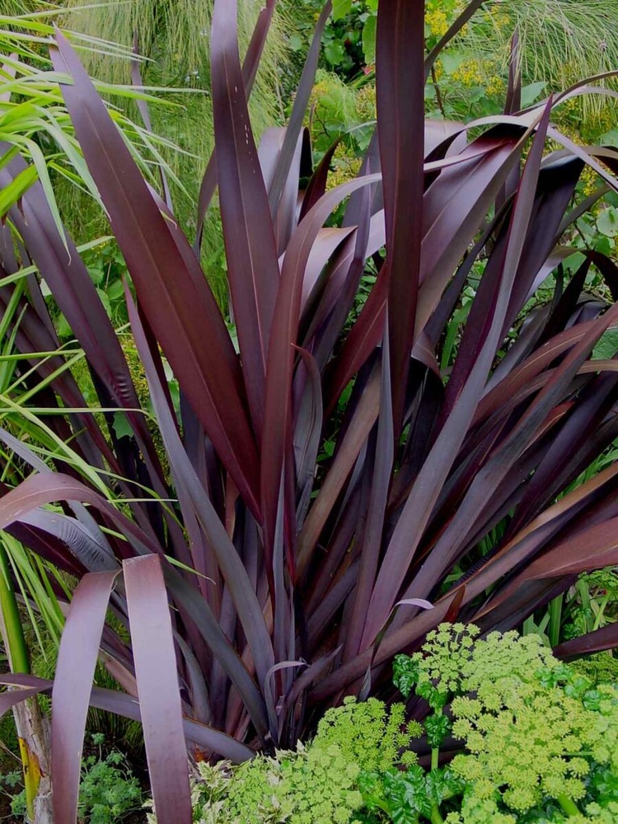 Phormium - Dark Delight Flax 150mm Pot (VN)
