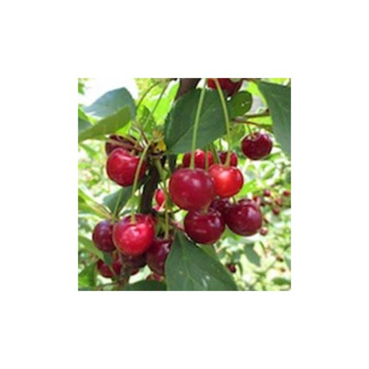 Cherry Morello 230mm Bag *