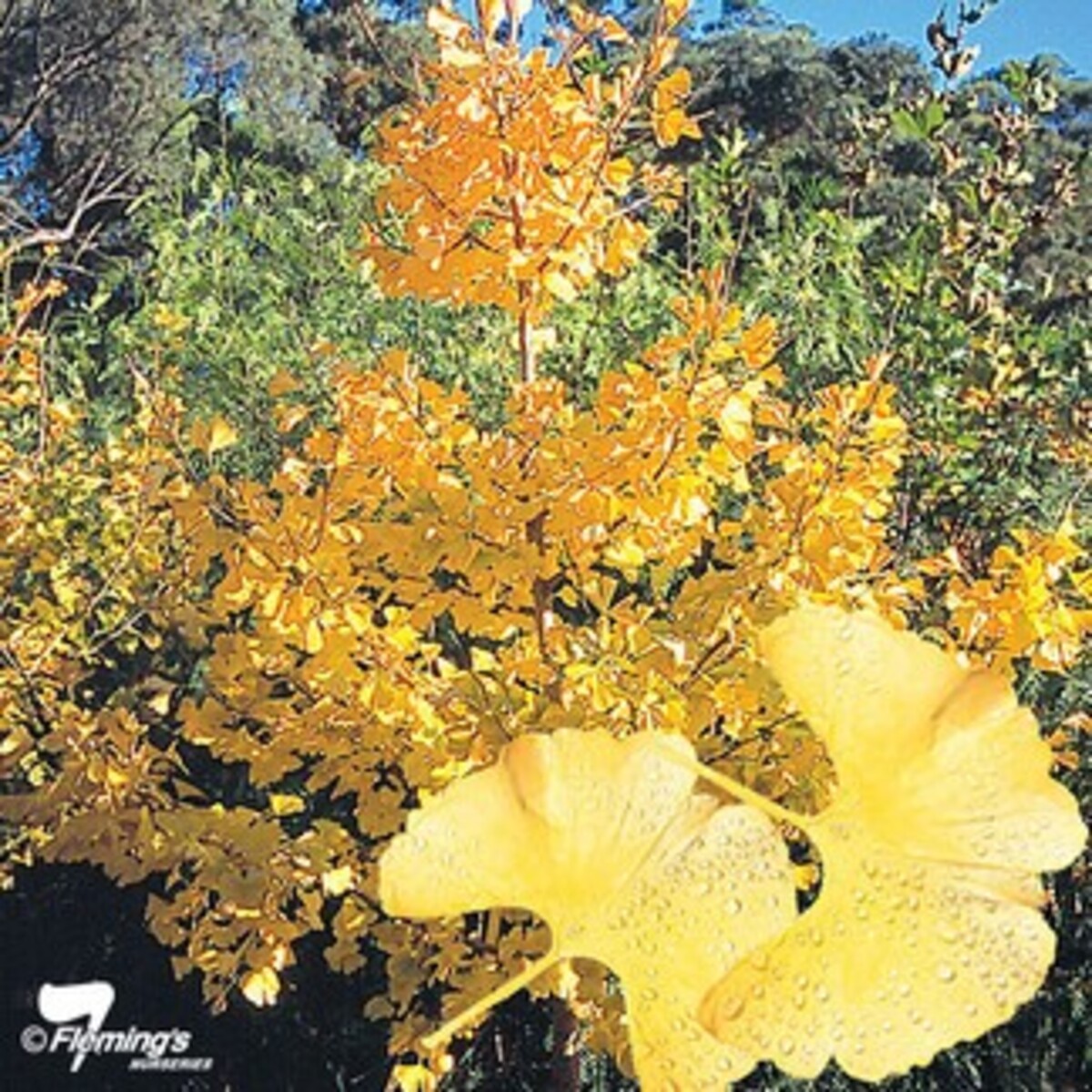 Ginkgo Biloba - Maidenhair Tree 230mm Bagged