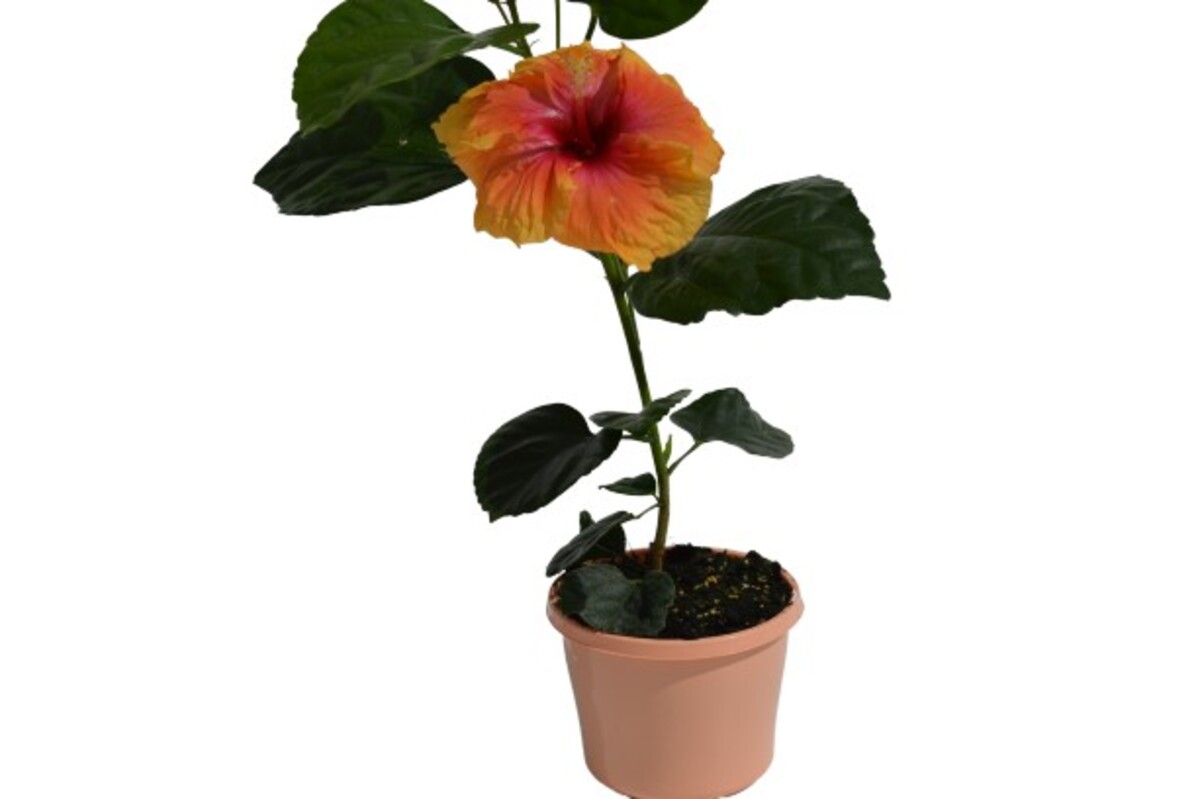 Hibiscus Rio Clara - Peach Melba 150mm Pot (VN)