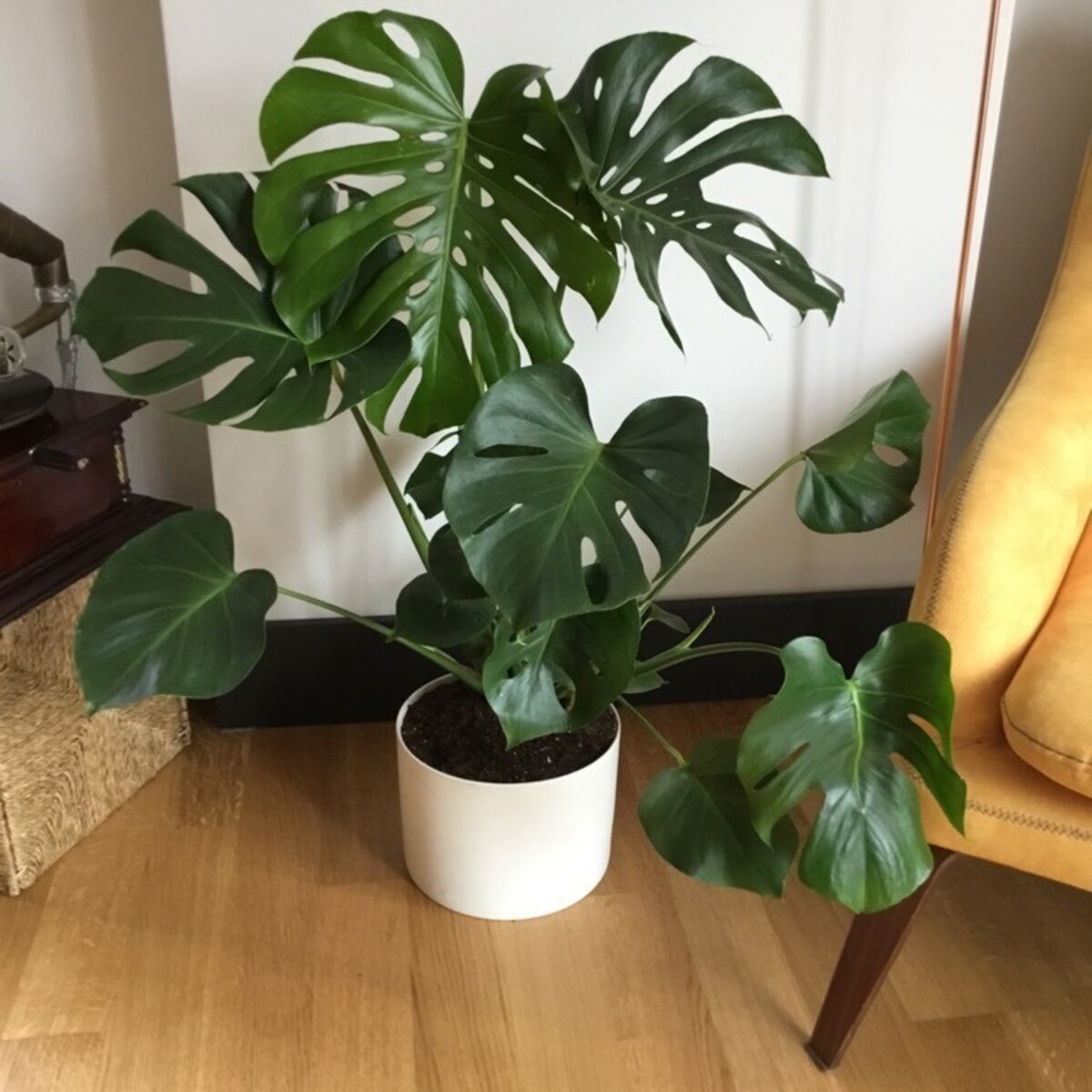 Monstera - Tauerii 200mm Pot (VN)