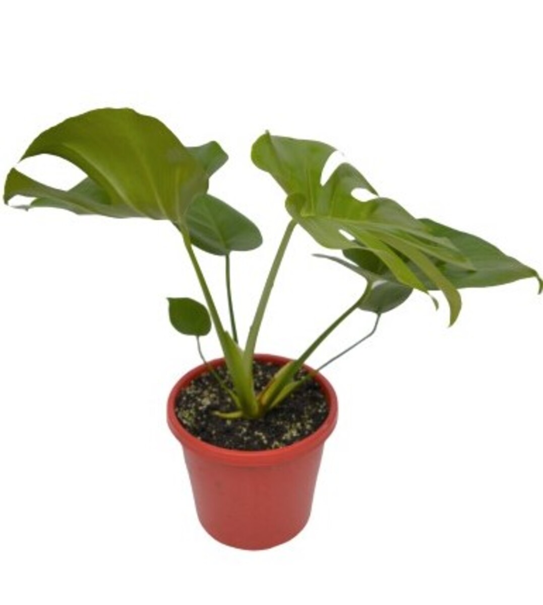Monstera - Tauerii 200mm Pot (VN)