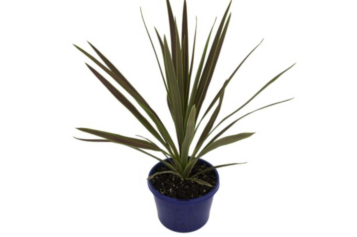 Cordyline Australis Chocolate Mint 200mm (VN)