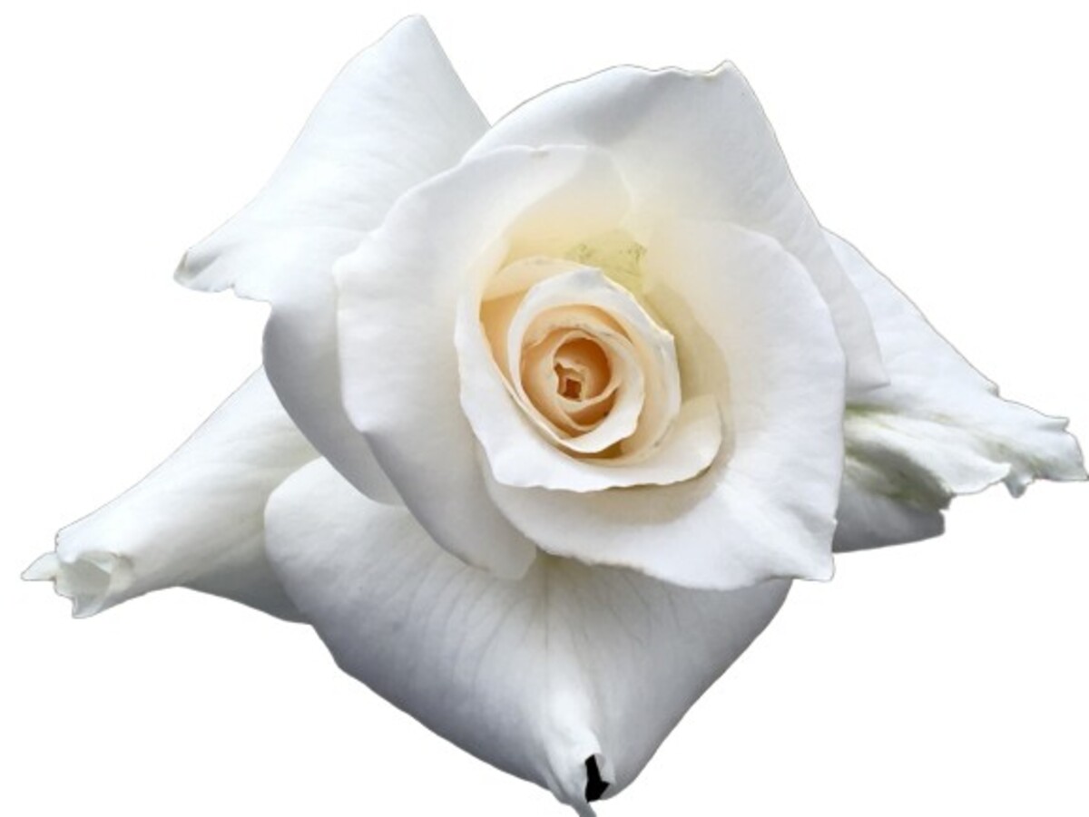 Rose Standard 3ft - Pascali 250mm Pot (VN)