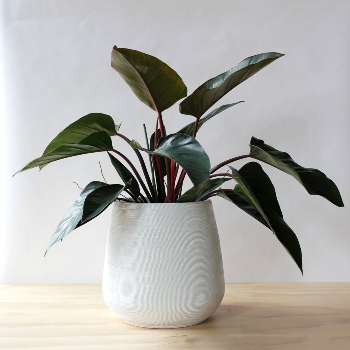 Philodendron - Rojo Congo 200mm Pot (VN)