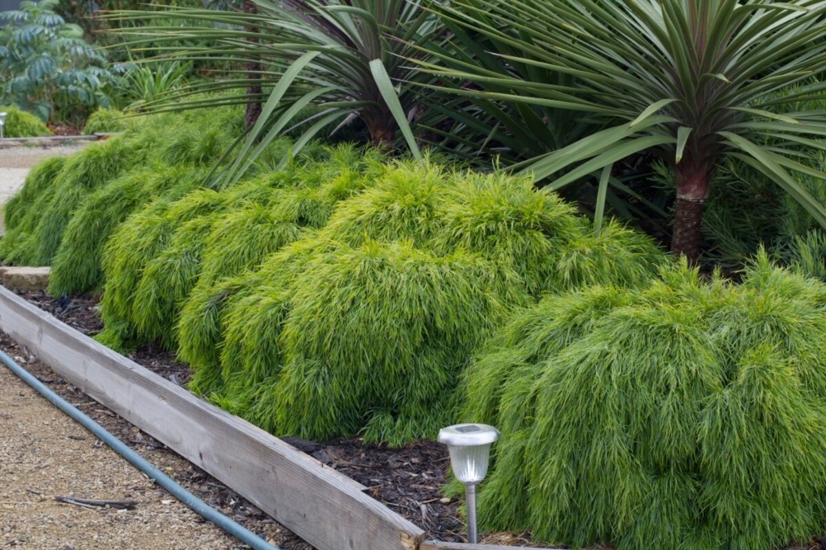 Acacia - Limelight 140mm Pot