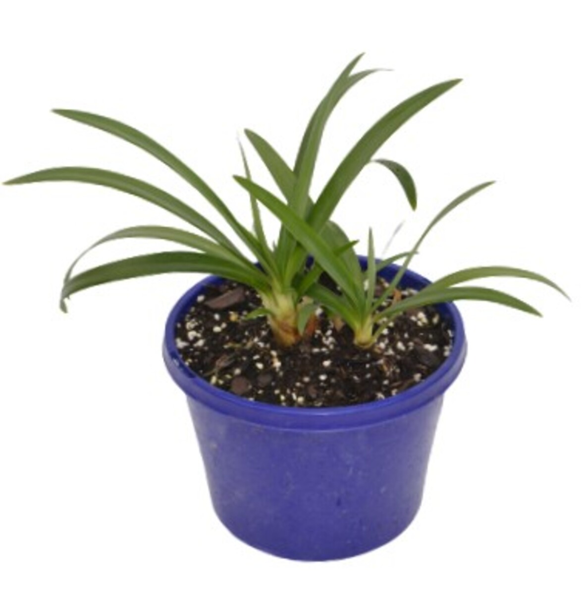 Agapanthus orientalis - Blue 155mm Pot (VN)