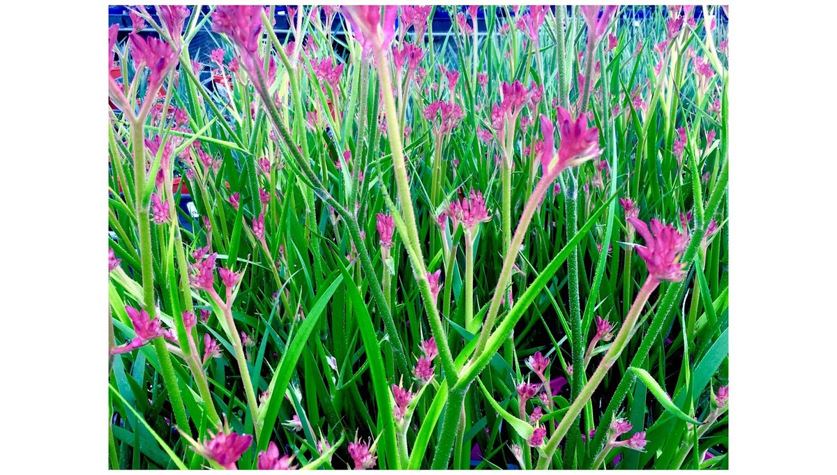 Anigozanthos Bush Pearl - Kangaroo Paw 150mm Pot (VN)