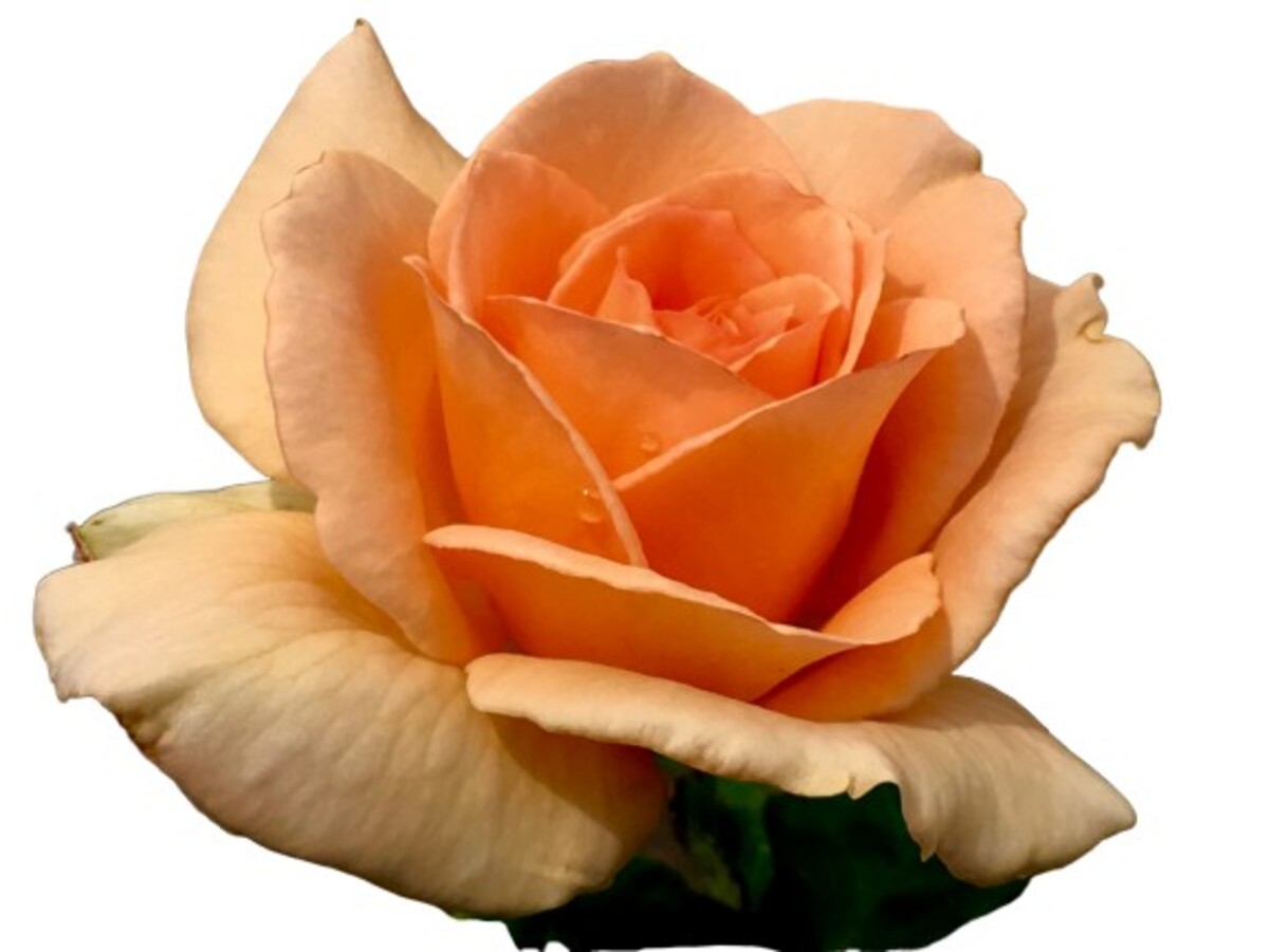 Rose 3ft Standard - Apricot Nectar 250mm Pot (VN)
