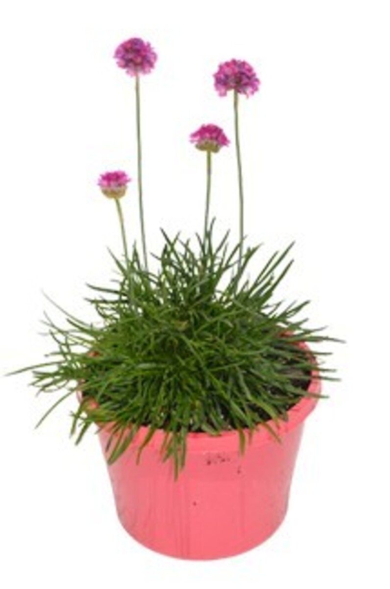 Armeria - Bees Ruby 140mm Pot