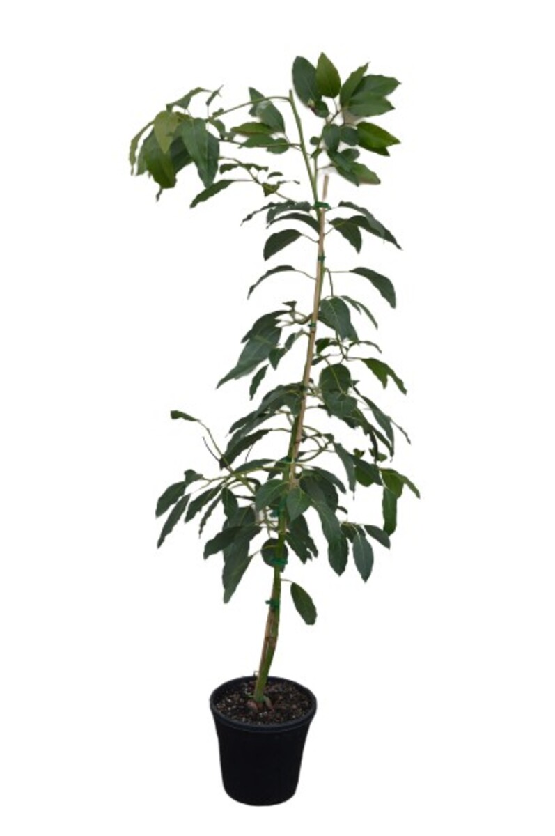 Avocado - Fuerte 250mm Pot