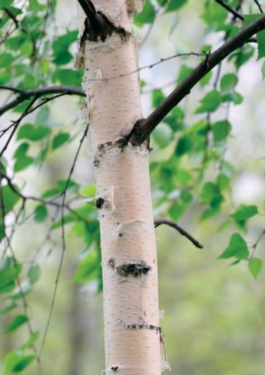 Betula - Silver Birch 300mm Pot