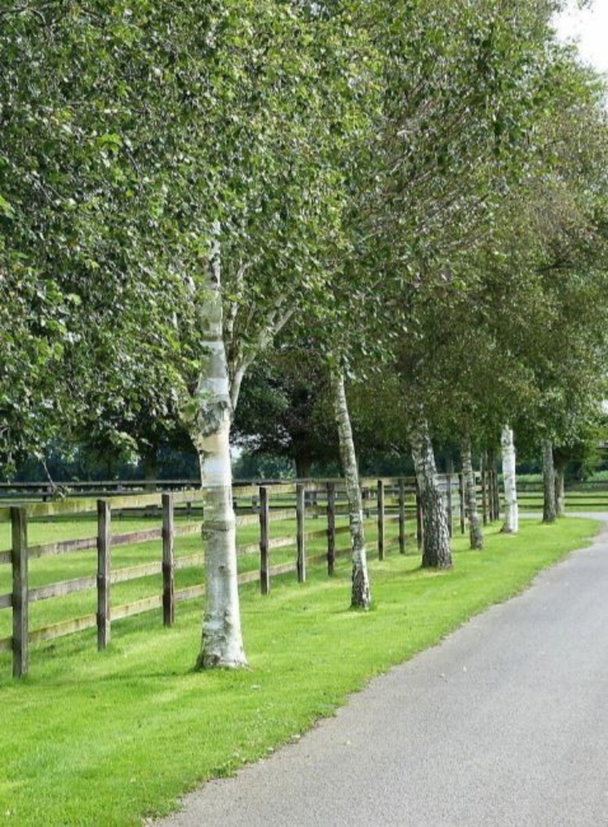Betula - Silver Birch 300mm Pot