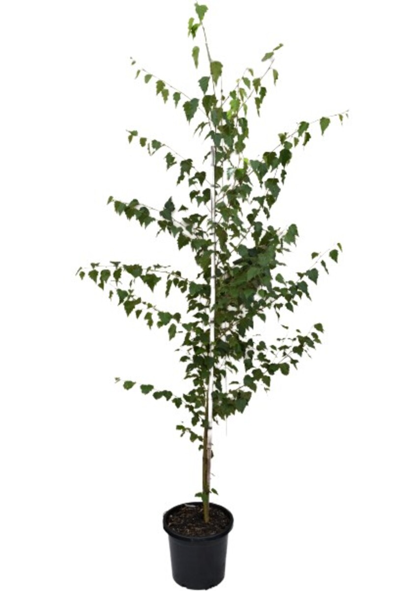 Betula - Silver Birch 300mm Pot