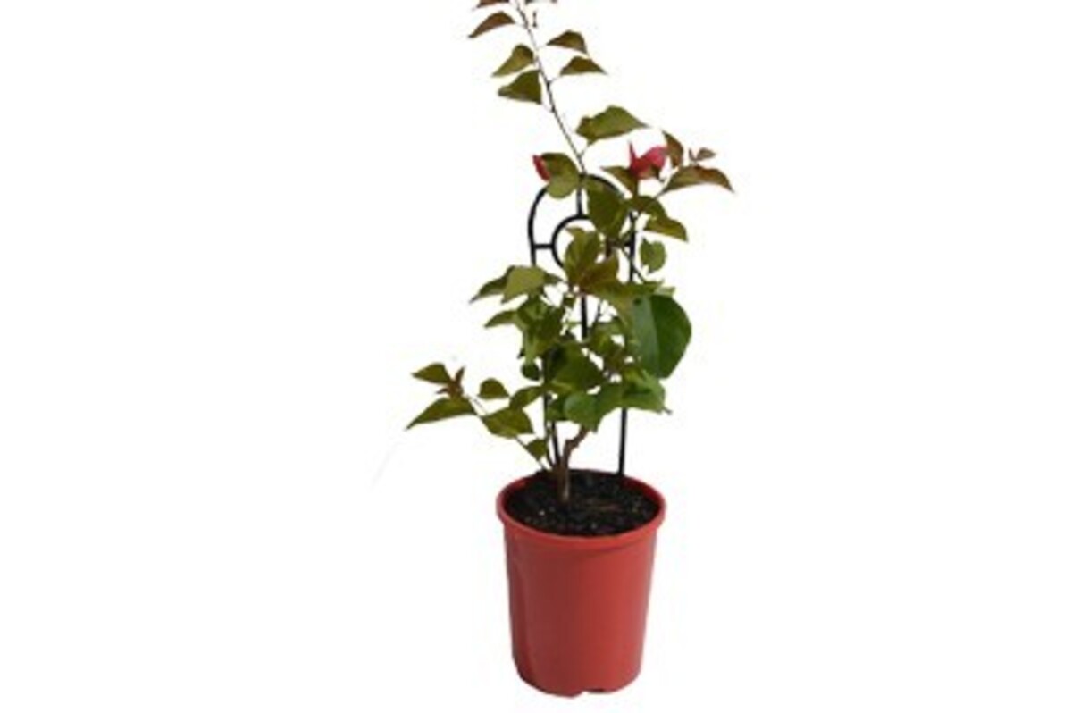 Bougainvillea - Scarlet O Hara 140mm Pot