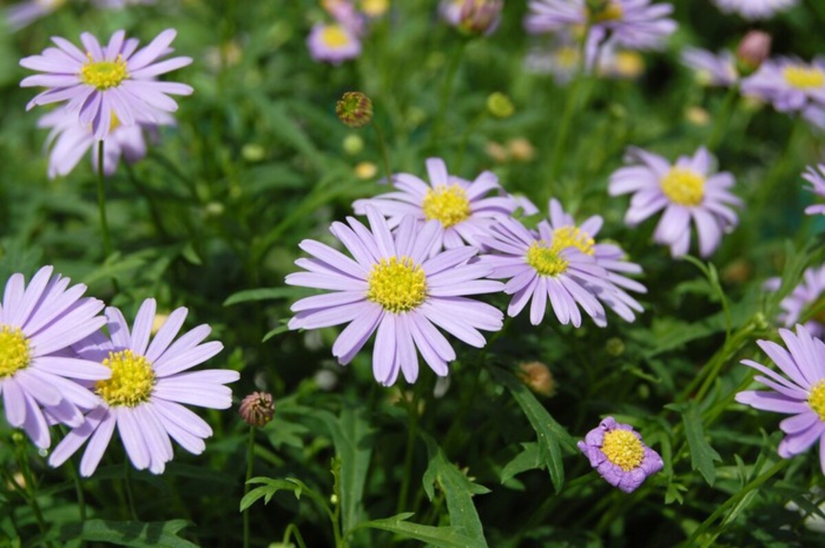Brachyscome - Mauve Delight 150mm Pot (VN)
