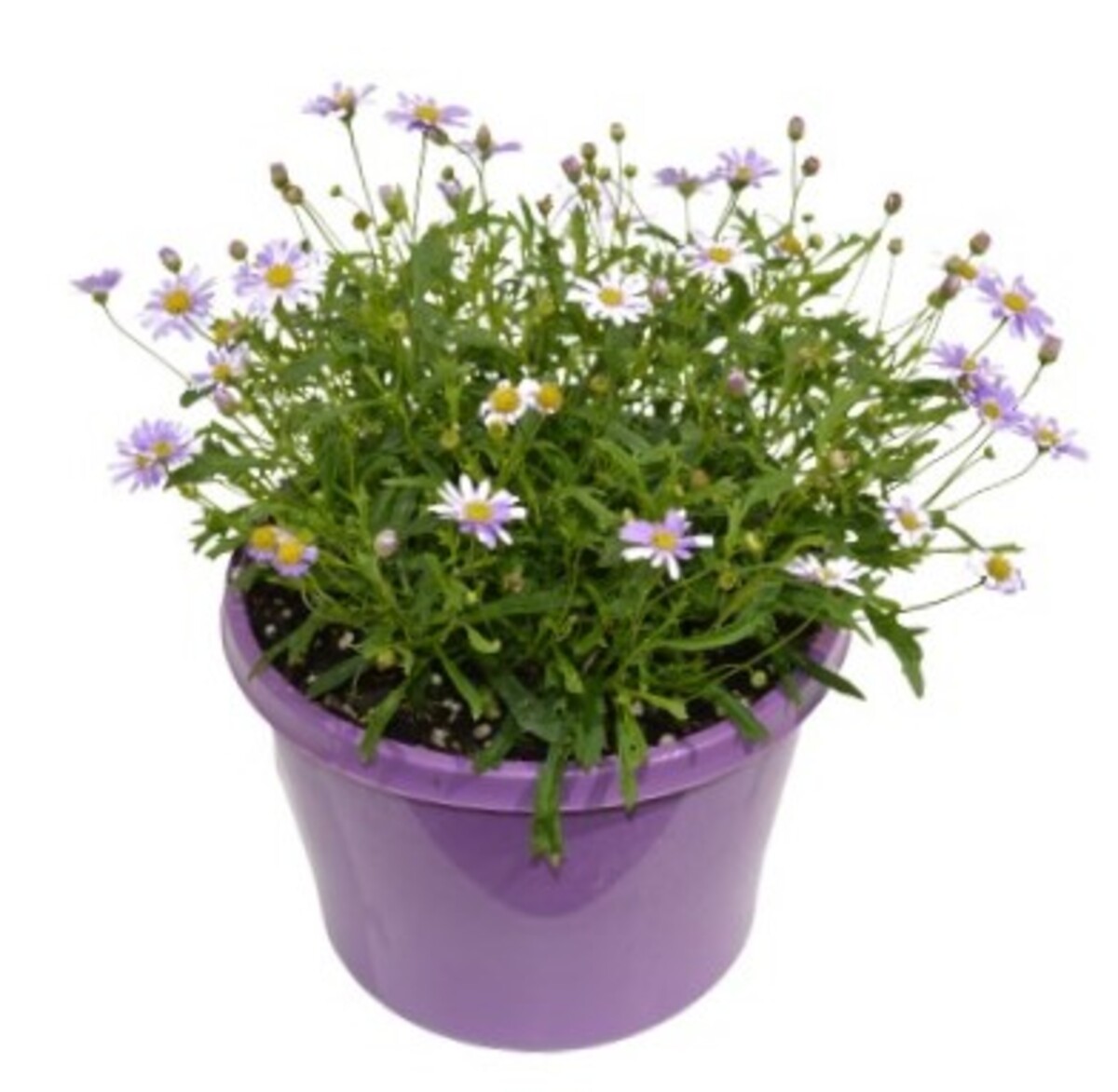 Brachyscome - Mauve Delight 150mm Pot (VN)