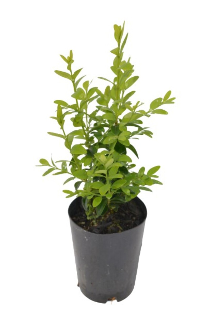Buxus Sempervirens - English Box 80mm Tube