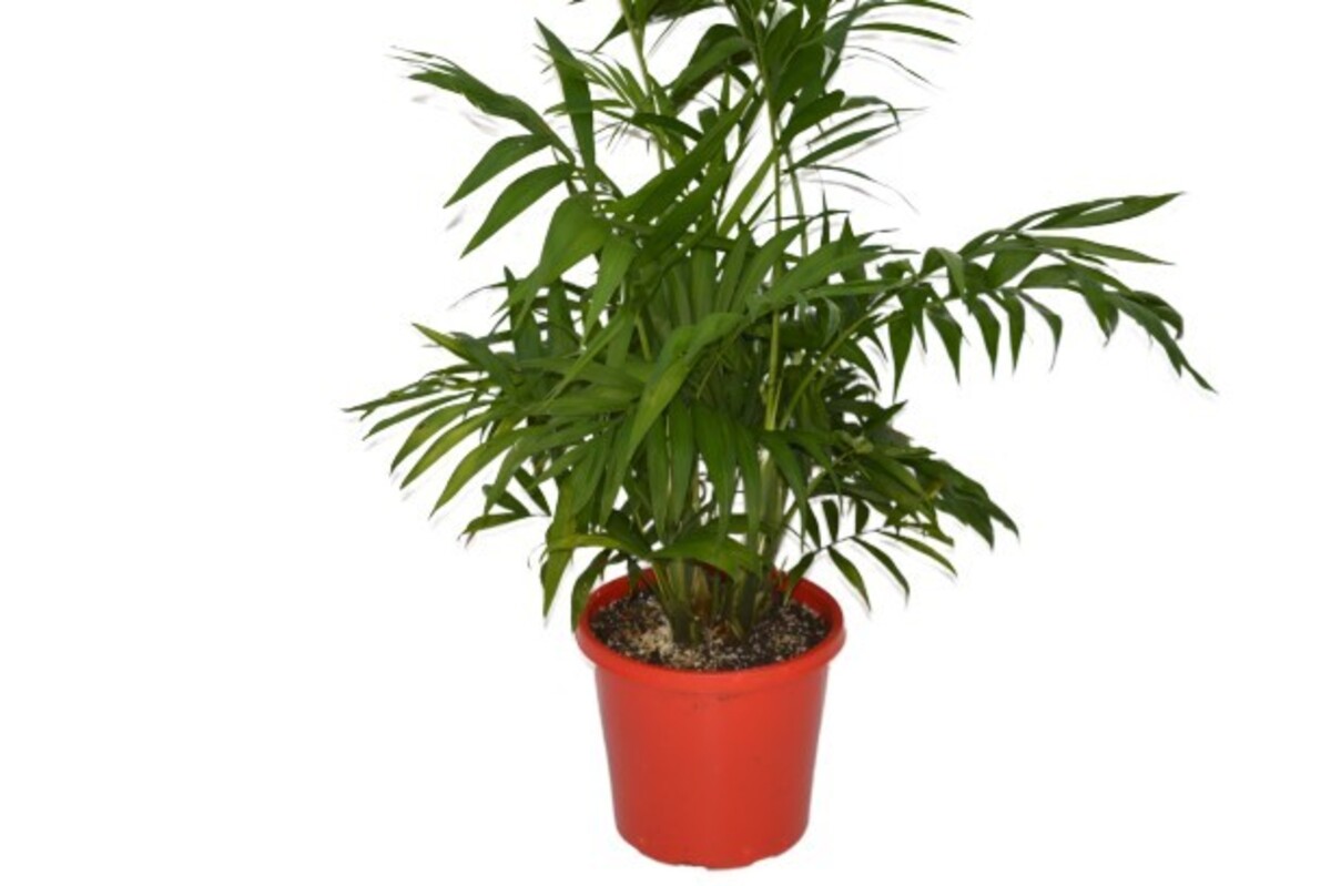 Chamaedorea - Parlour Palm 250mm Pot