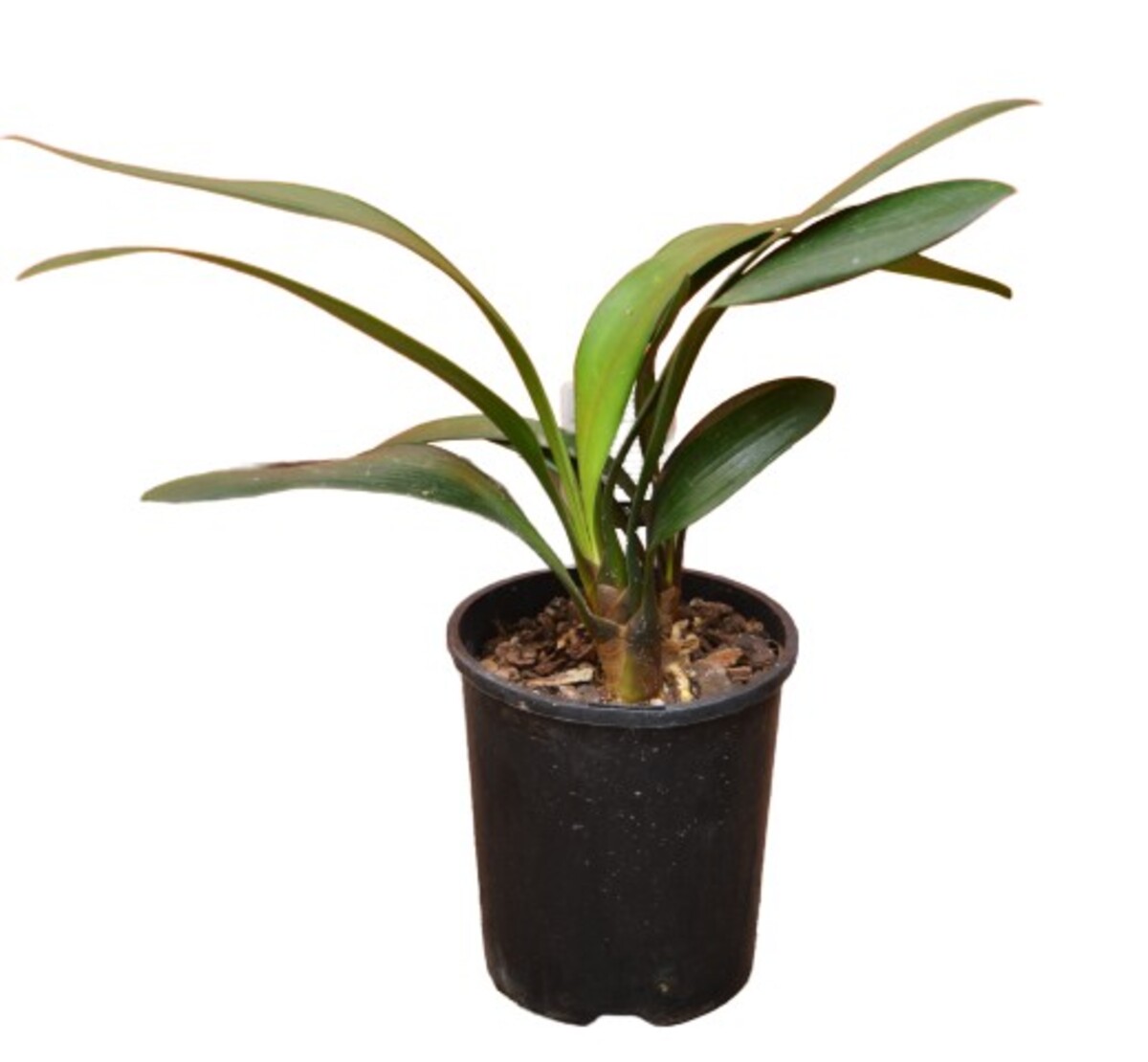 Clivia - Bush Lily 140mm Pot