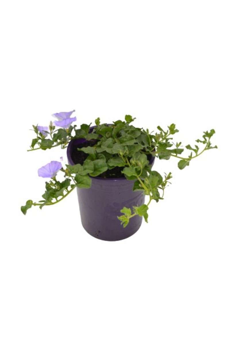 Convolvulus - Moroccan Beauty 140mm Pot