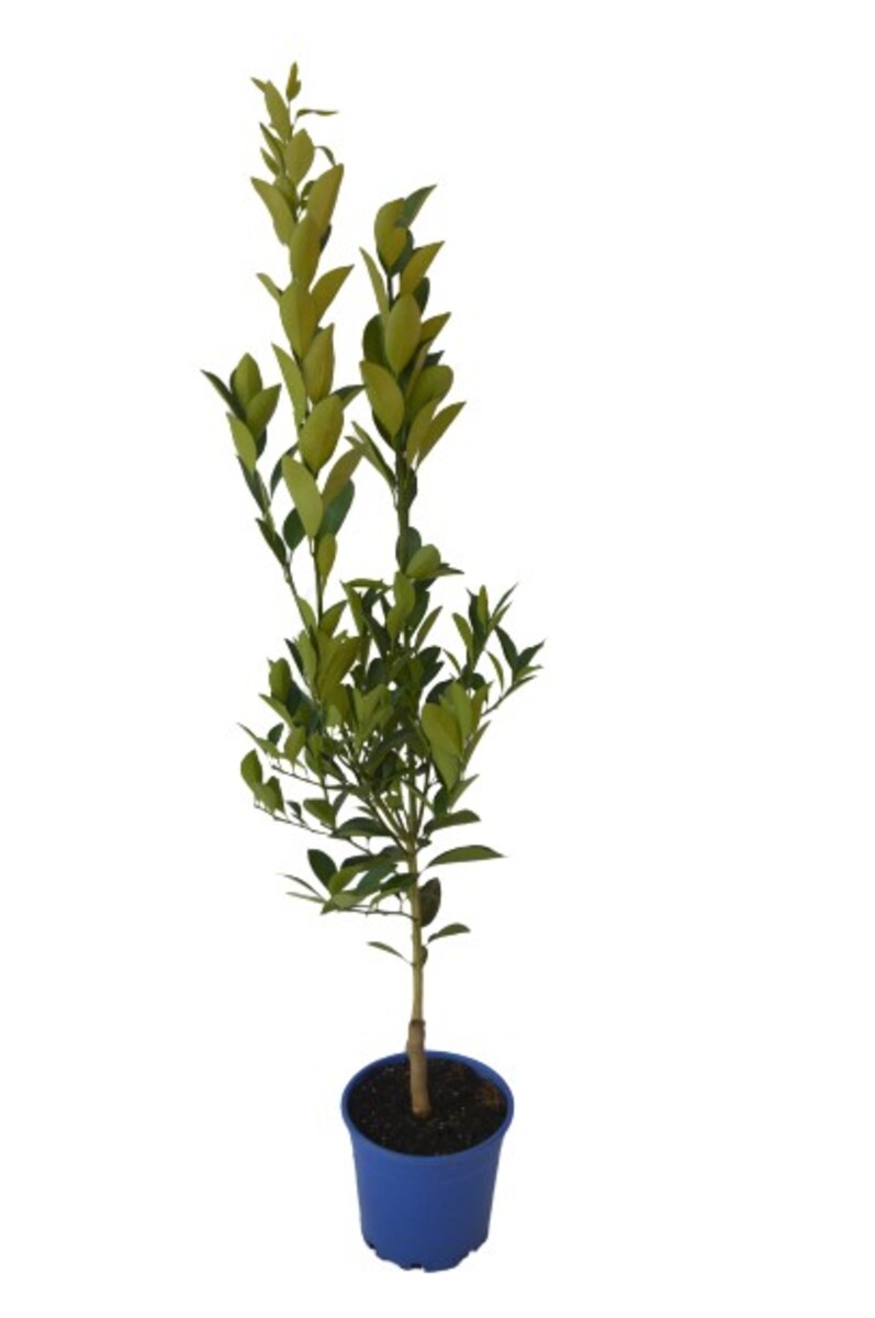 Cumquat - Green 200mm Pot