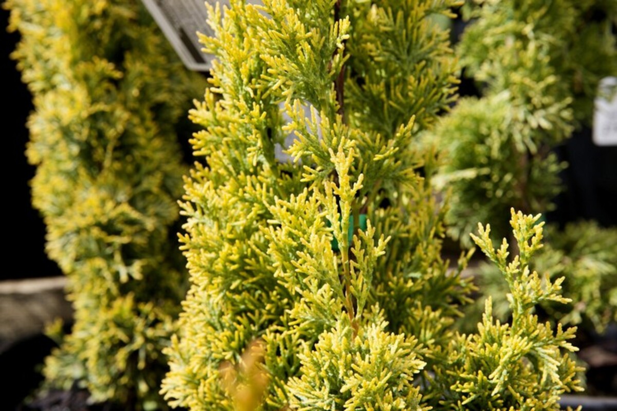 Cupressus Sempervirens - Swanes Gold 140mm Pot