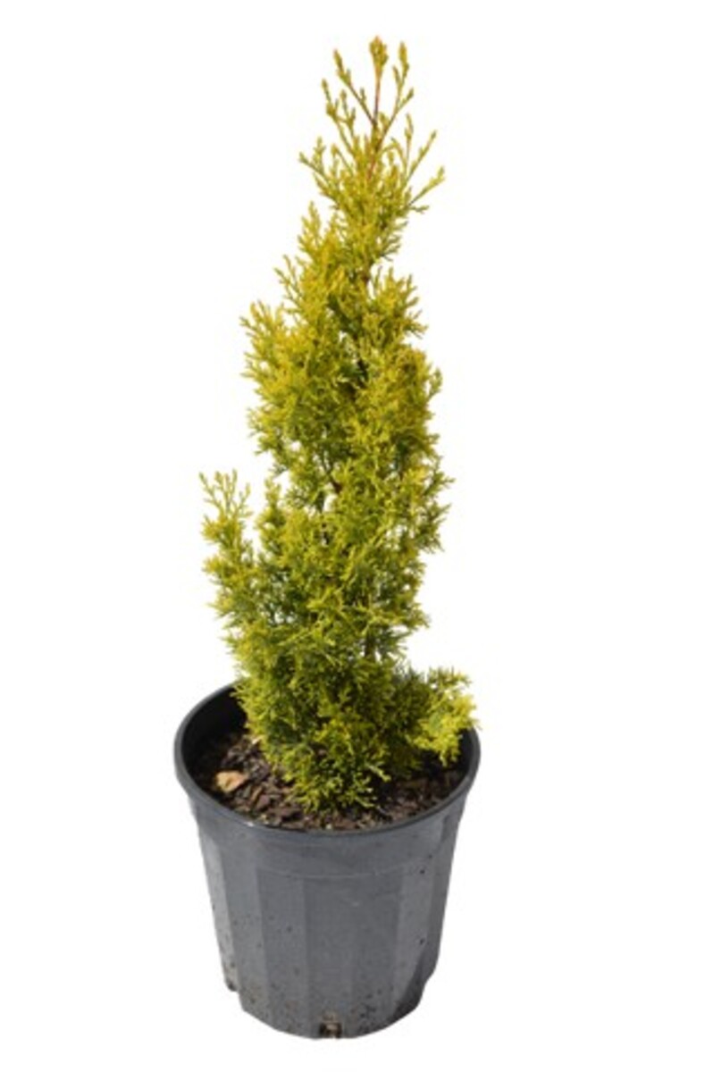 Cupressus Sempervirens - Swanes Gold 200mm Pot
