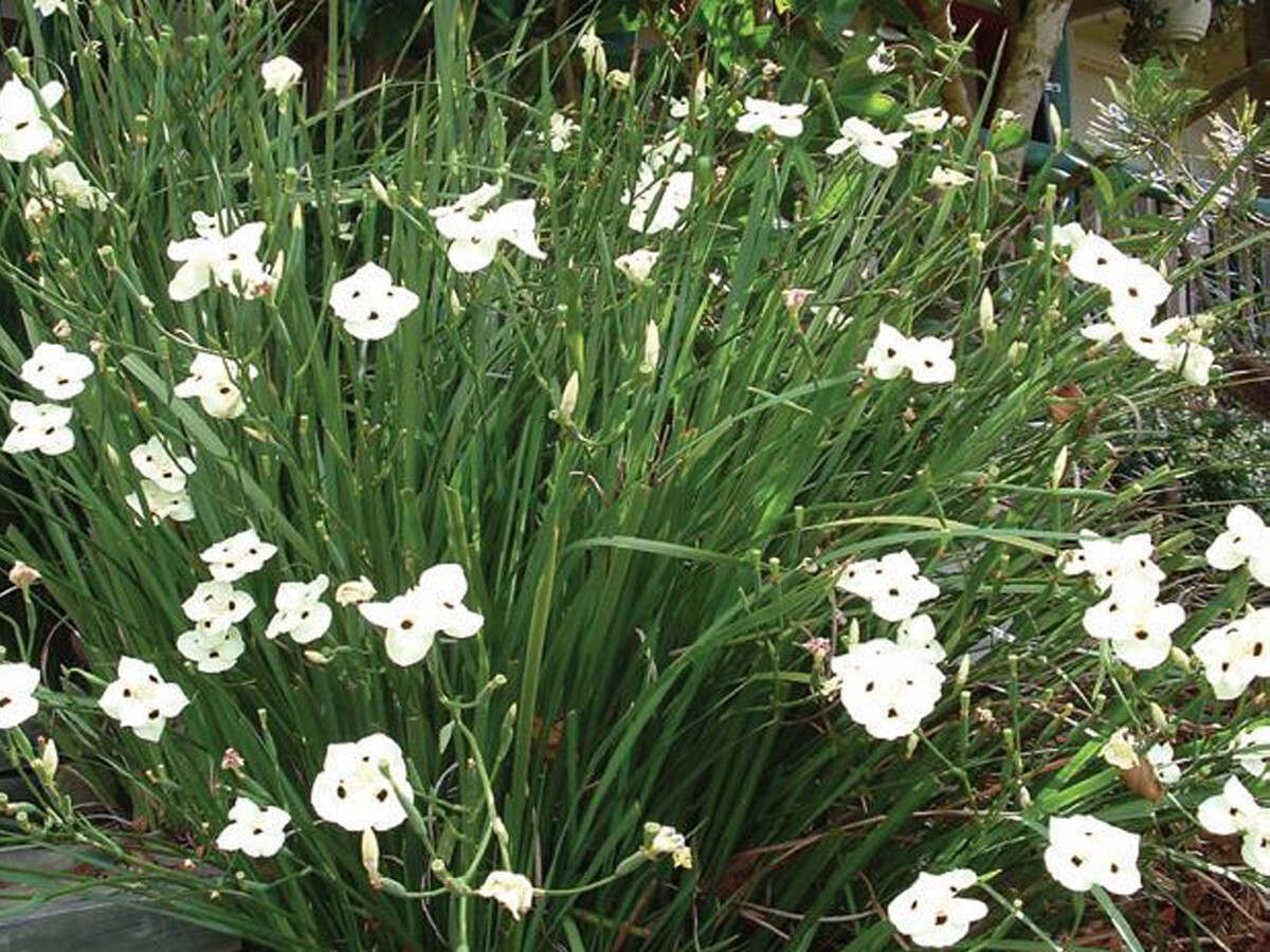 Dietes - Bicolour 150mm Pot (VN)