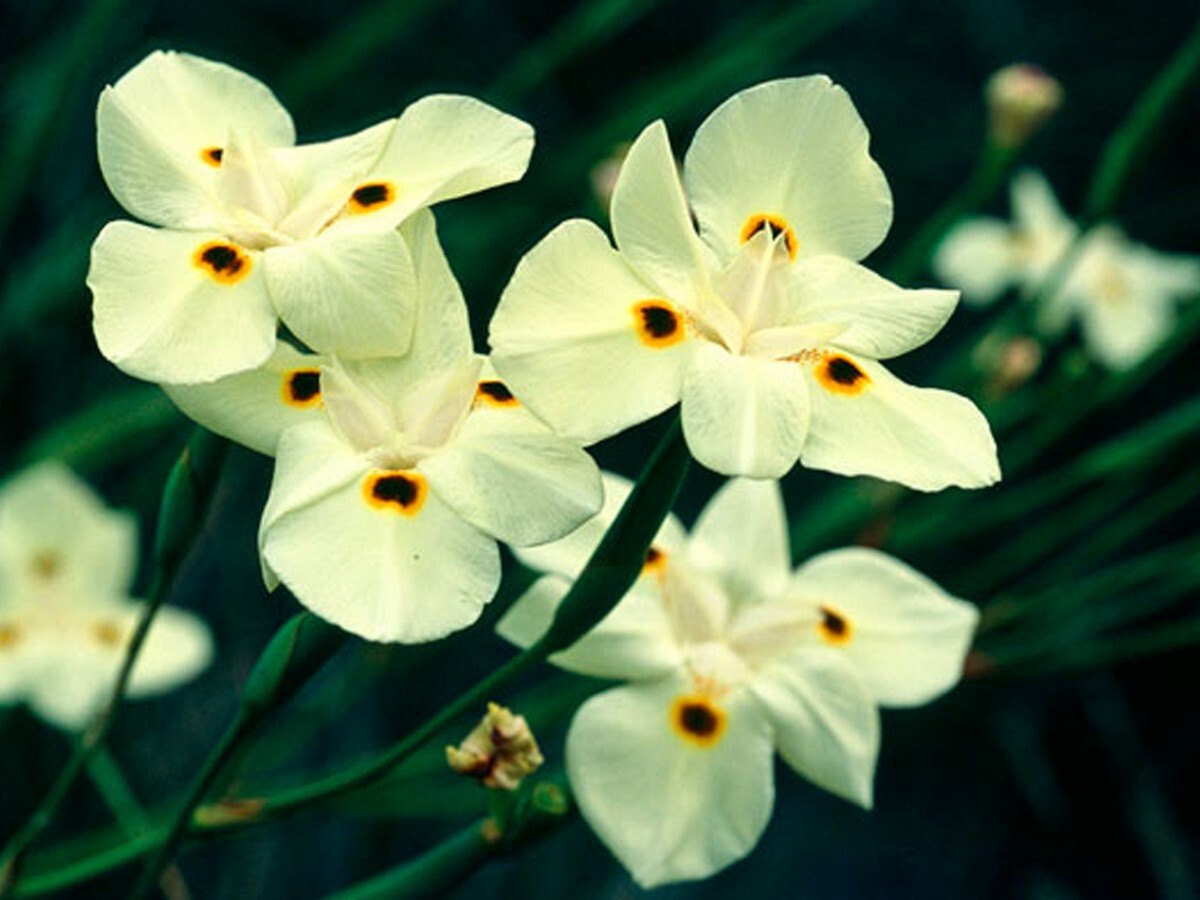 Dietes - Bicolour 150mm Pot (VN)