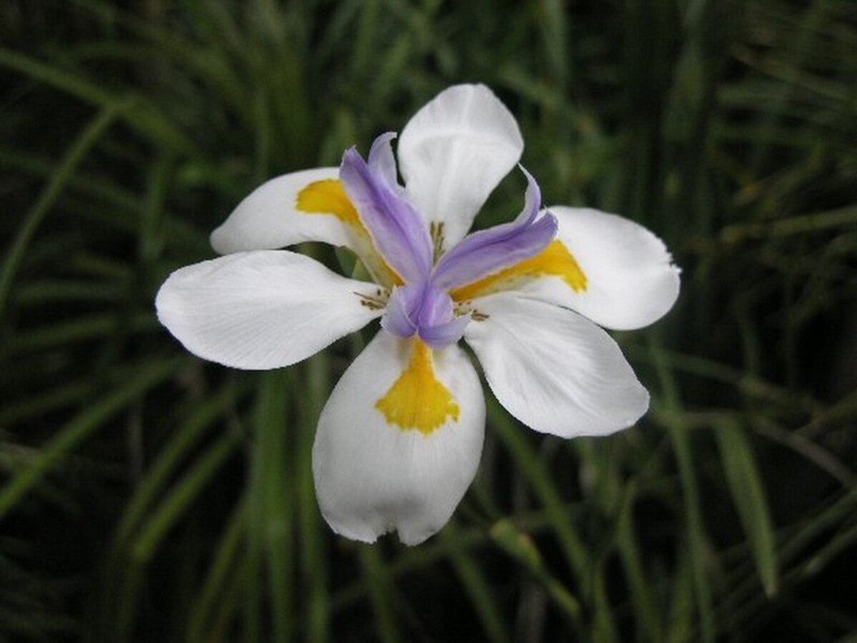 Dietes - Butterfly Iris 150mm Pot (VN)