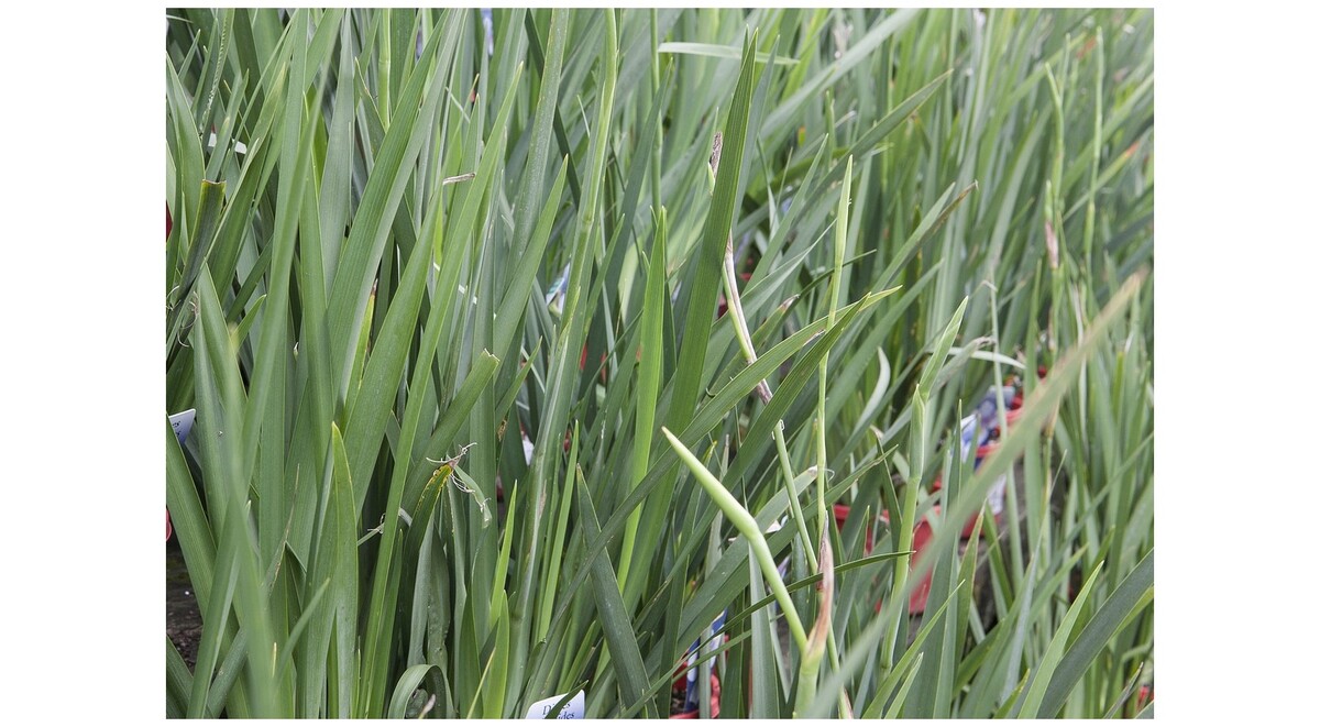 Dietes - Butterfly Iris 150mm Pot (VN)