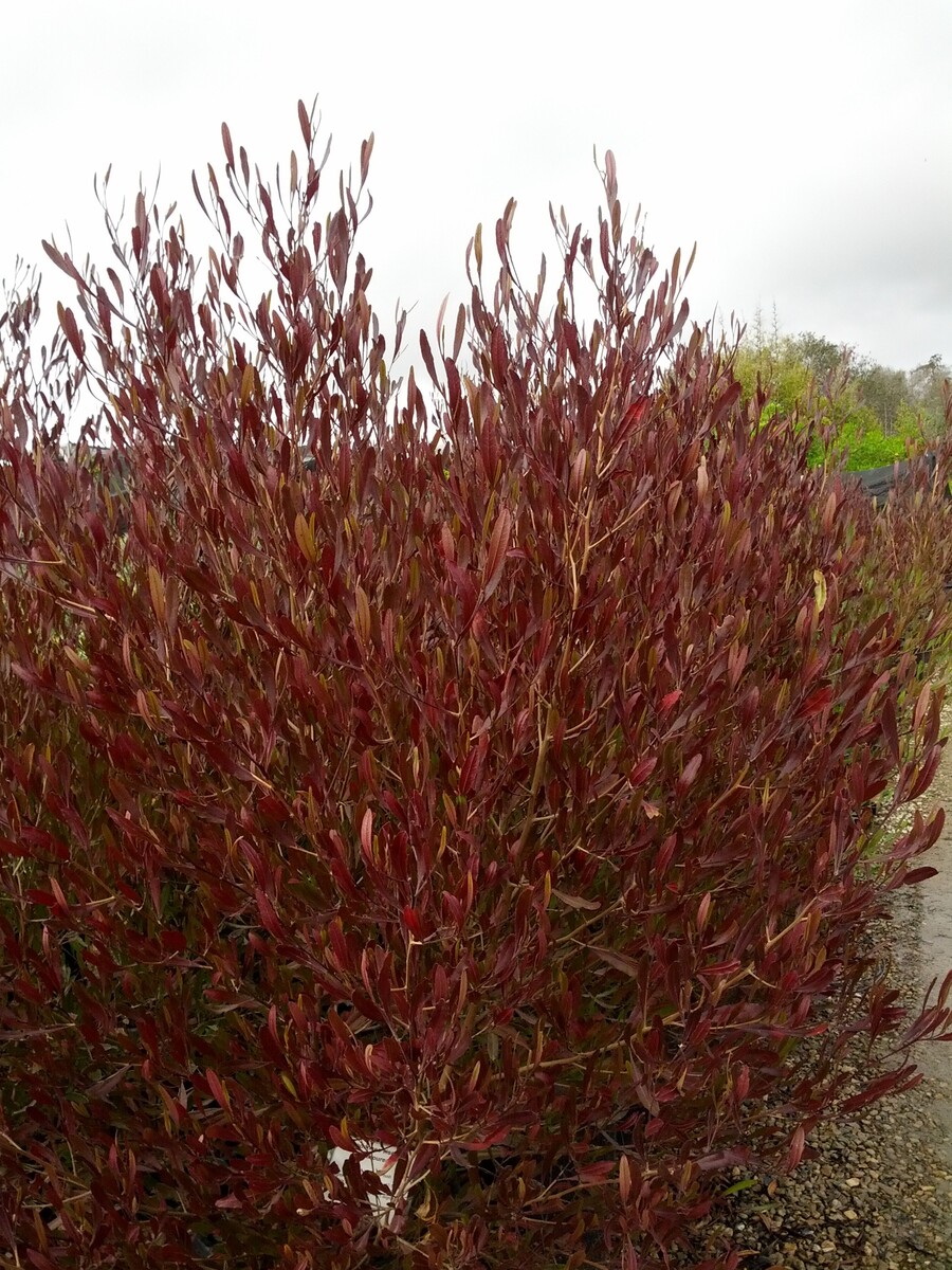 Dodonaea - Purpurea 150mm Pot (VN)