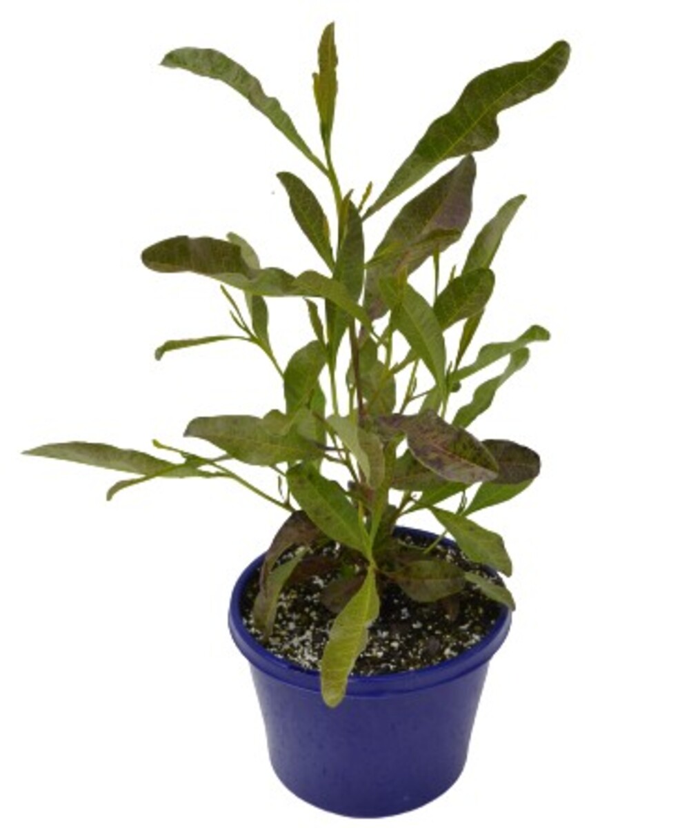 Dodonaea - Purpurea 150mm Pot (VN)