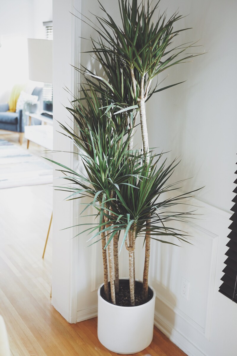 Dracaena - Marginata 250mm Pot
