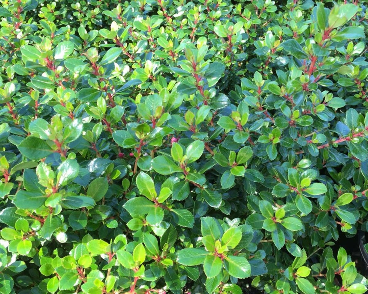 Escallonia - Pink Pixi 150mm Pot (VN)