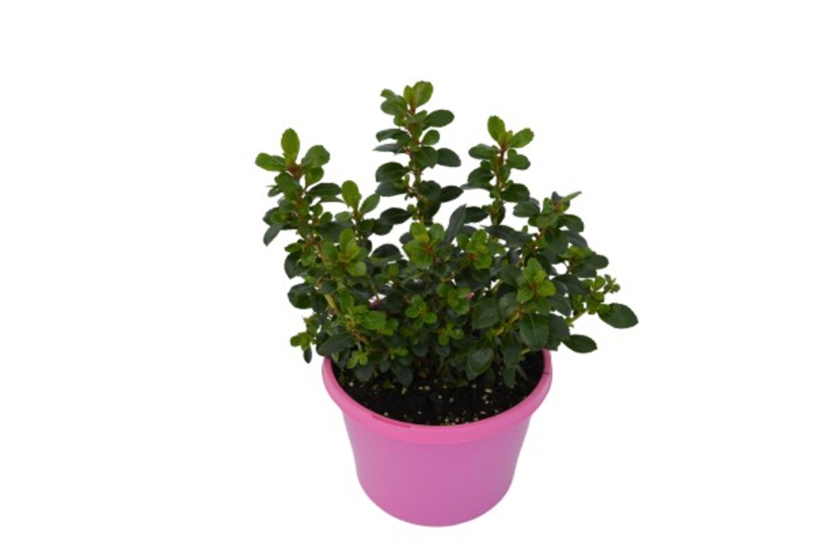 Escallonia - Pink Pixi 150mm Pot (VN)