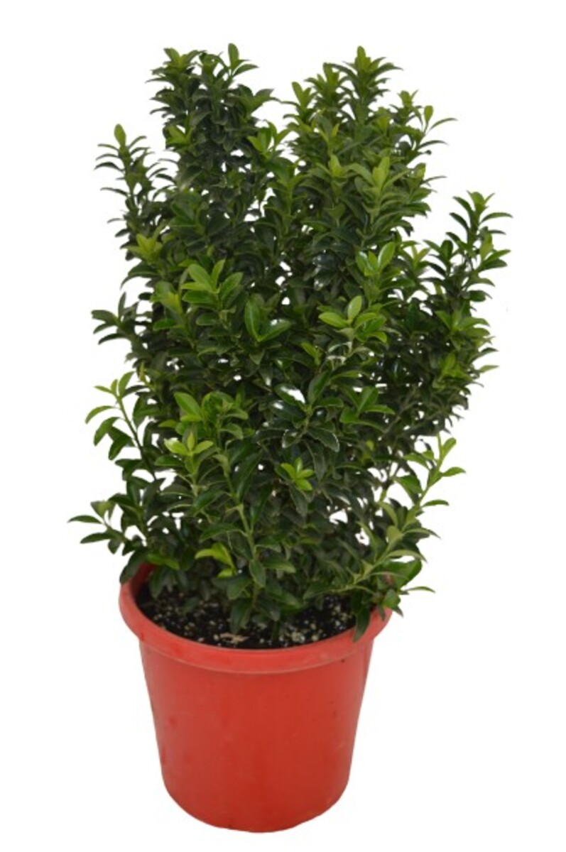 Euonymus Japonica - Tom Thumb 200mm Pot (VN)