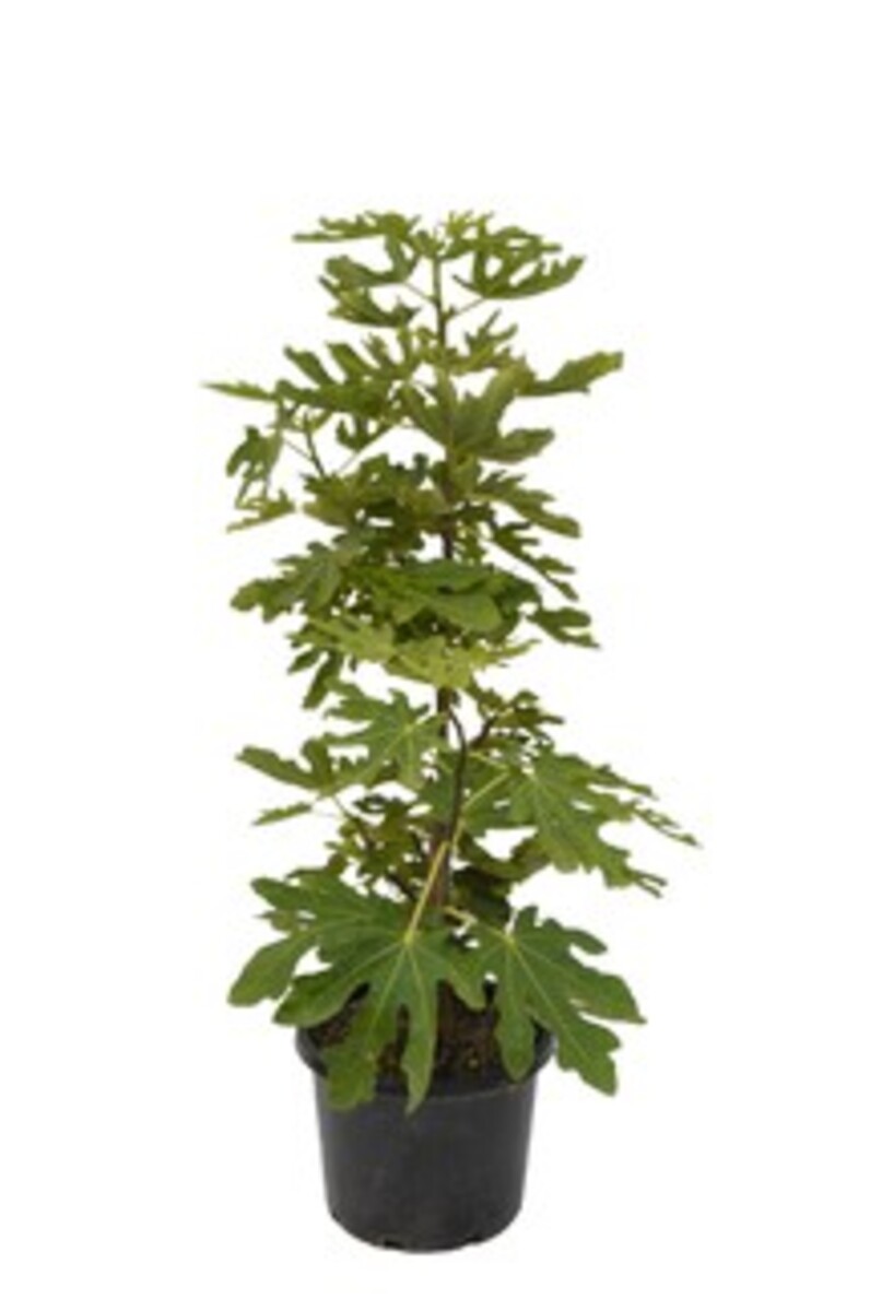 Fig - Brown Turkey 330mm Pot (VN)