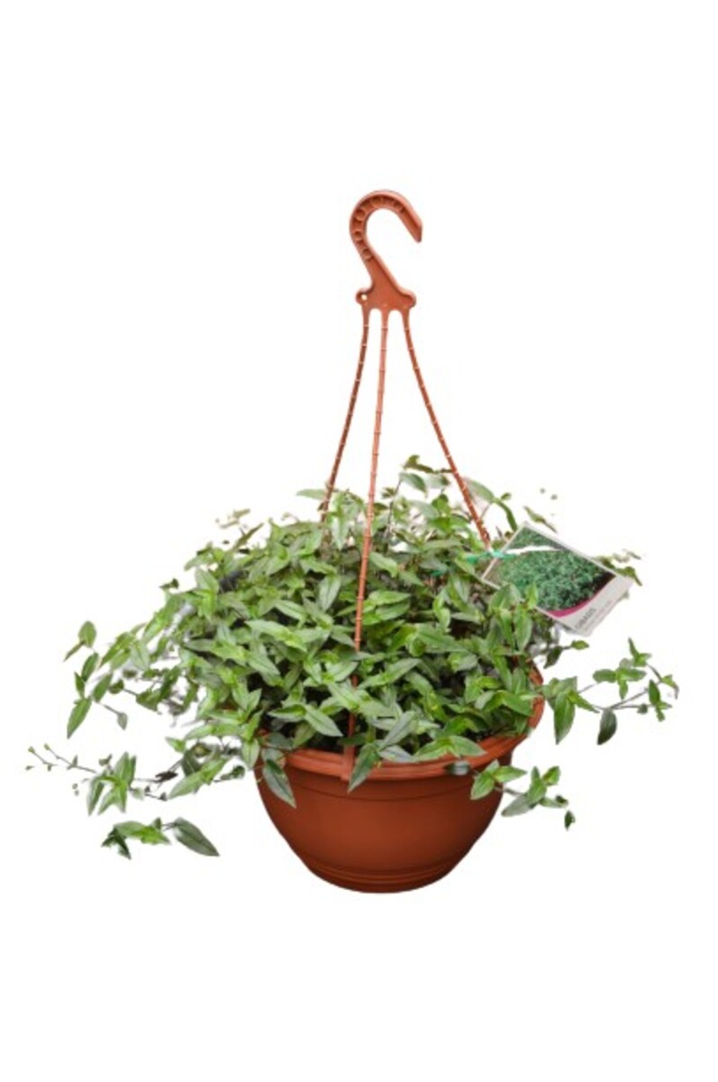 Gibasis - Tahitian Bridal Veil 270m Hanging Basket (VN)