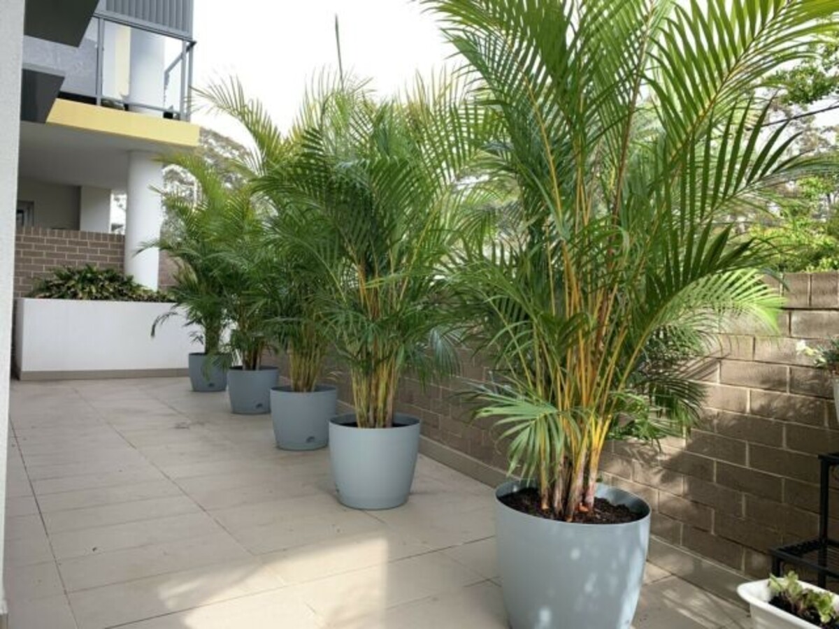 Golden Cane Palm 200mm Pot
