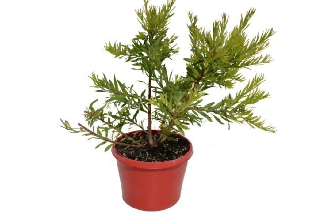 Grevillea - Bonnie Prince Charlie 200mm Pot