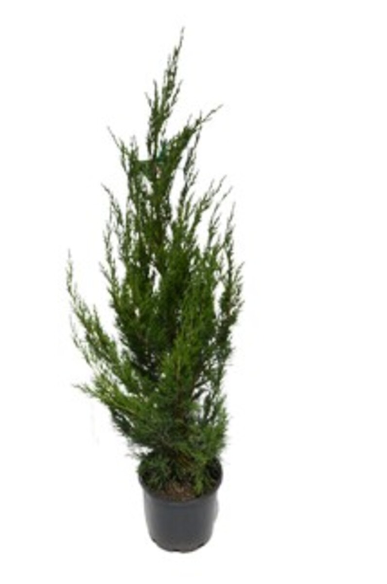 Juniperus - Spartan Conifer 200mm Pot