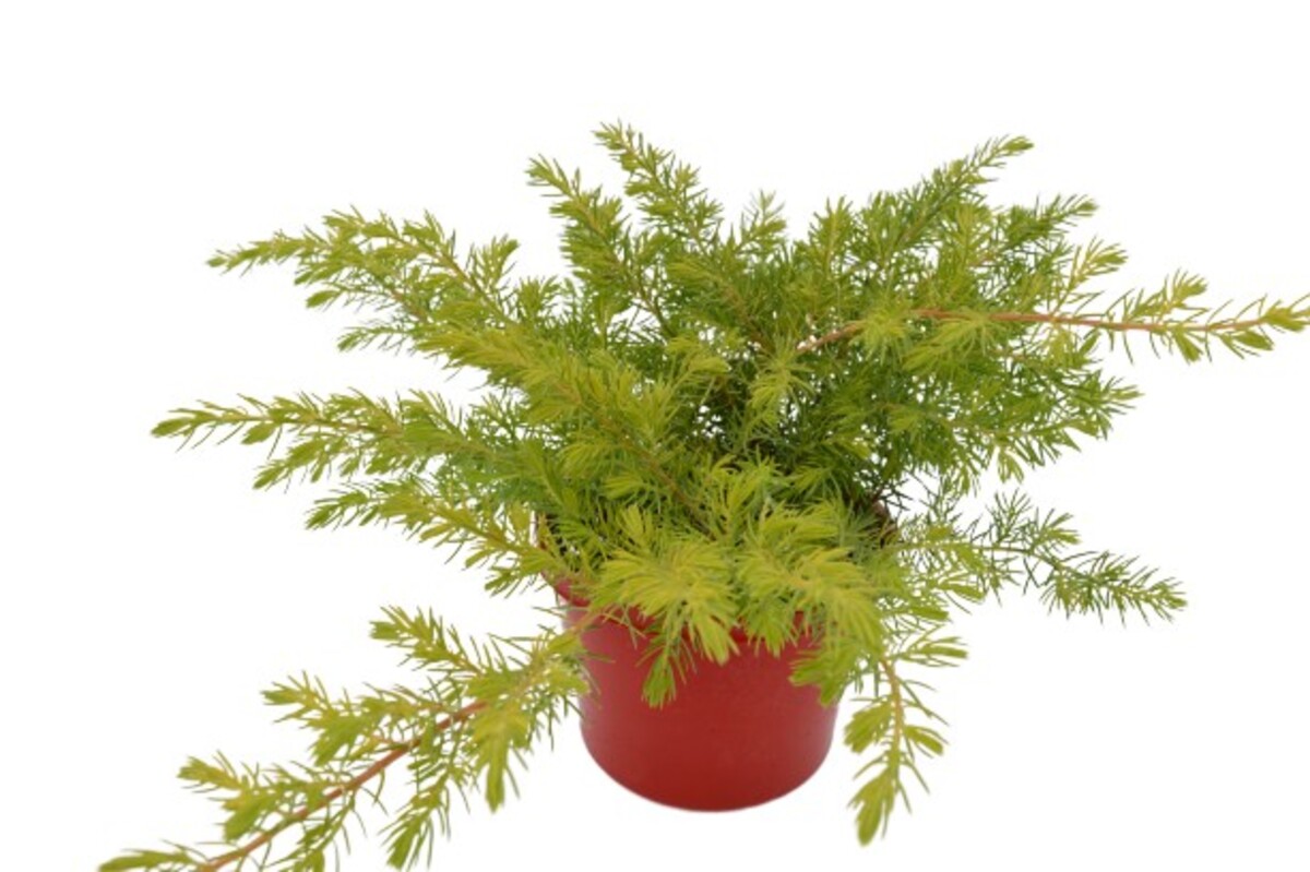 Juniperus Conferta - All Gold 150mm Pot (VN)