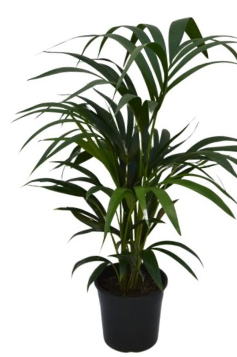 Howea - Kentia Palm 200mm Pot