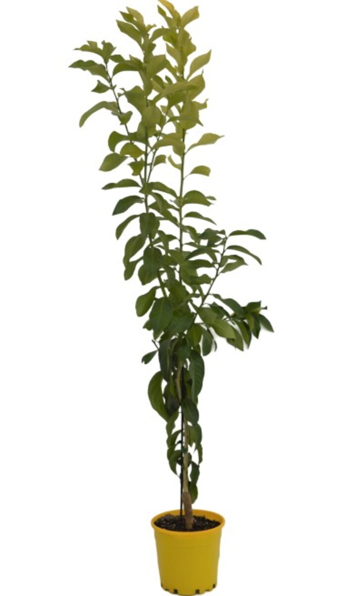 Lemon - Eureka 200mm Pot