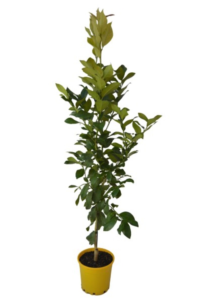 Lemon - Lisbon 200mm Pot