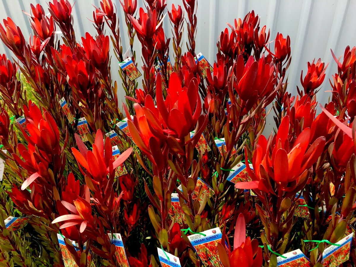 Leucadendron - Safari Sunset 140mm Pot