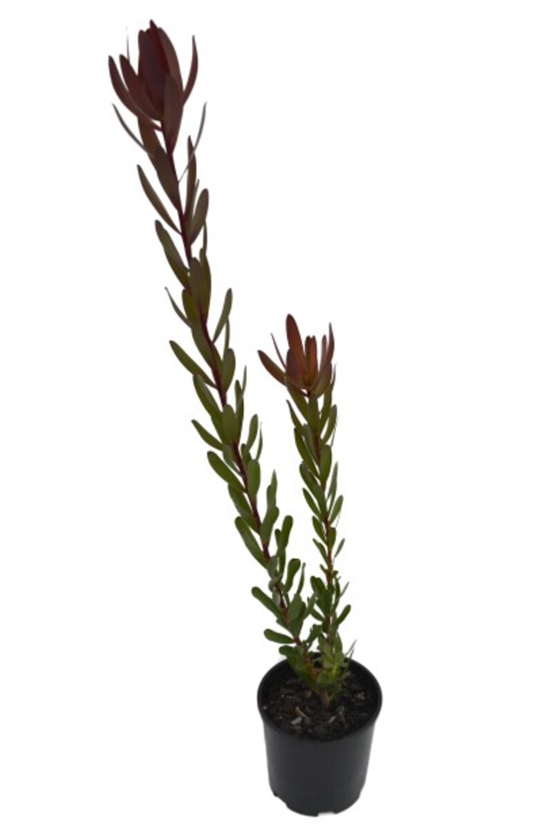 Leucadendron - Safari Sunset 140mm Pot